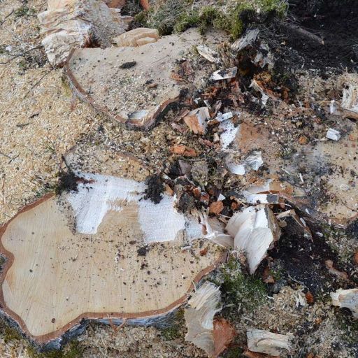 KEHRER HACK – Ihr Partner für Wurzelstockentfernung in Bayern